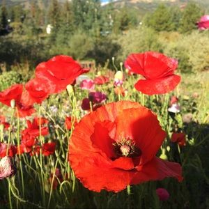 ⬆️💕NEW LISTINGS 💕⬆️